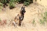 MALINOIS 205